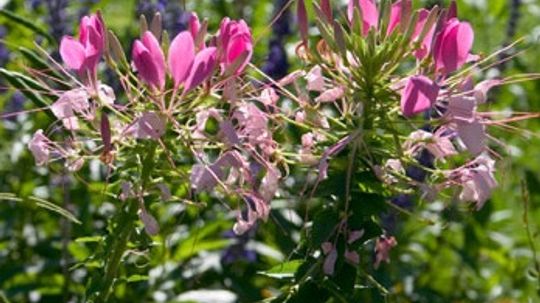 醉蝶花属,花蜘蛛”border=