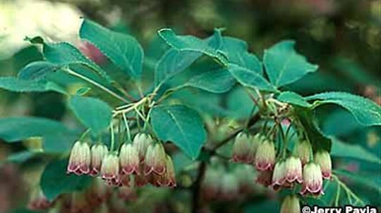 Enkianthus