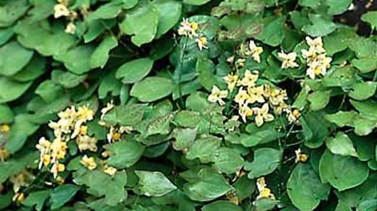 Epimedium, Bishop's Hat, Barrenwort