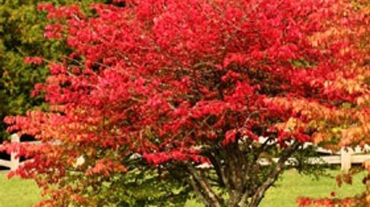 Euonymus, Burning Bush