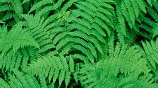 Ferns