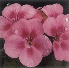 Zonal geranium works well as a house plant with clusters of flowers in several colors.