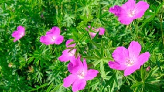 Geranium, Crane's-Bill