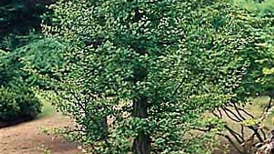 Ginkgo, Maidenhair Tree