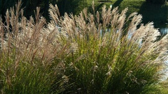 Perennial Grasses and Foliage