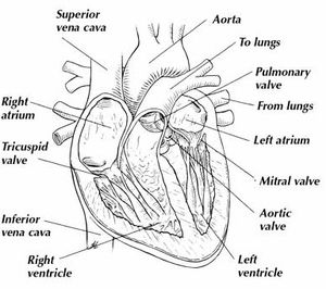 The Heart: Introducing One Tough Muscle