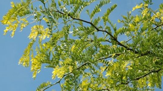 Honey Locust