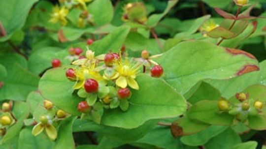 Hypericum