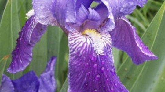 Types of Iris Flowers and How to Grow Them