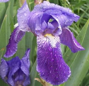 A close up of purple iris flower outdoors.