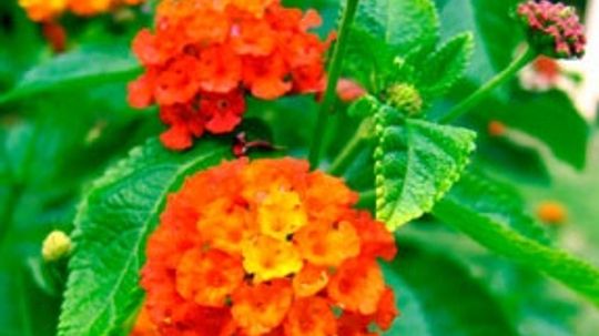 Lantana