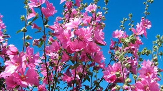 Lavatera,玫瑰锦葵”border=