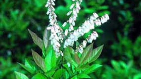 Leucothoe”border=