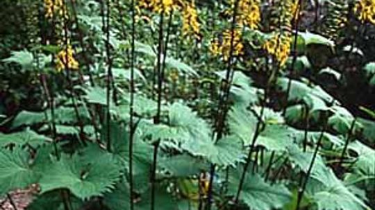 Ligularia