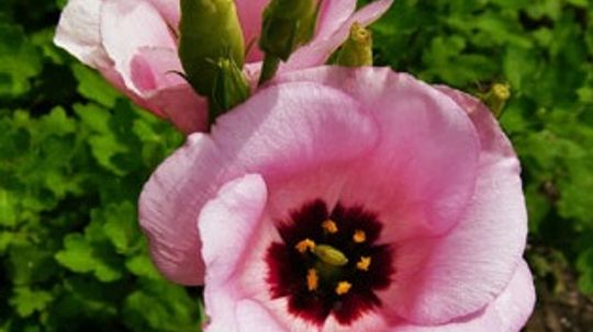 Lisianthus, Prairie Gentian