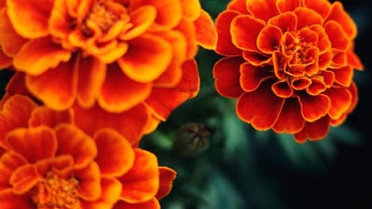 Marigold