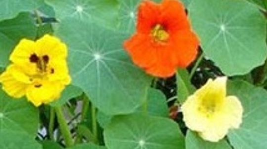 Nasturtium