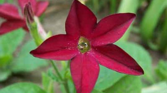 Nicotiana, Flowering Tobacco