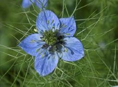 Love in the Mist - Nigelle / Nigella, Fleur Comestible / Edible F –  Tourne-Sol