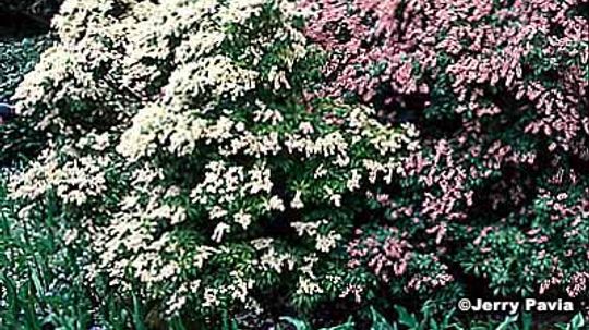 Pieris