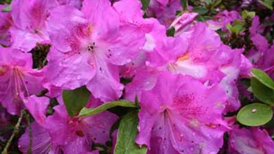 Rhododendron