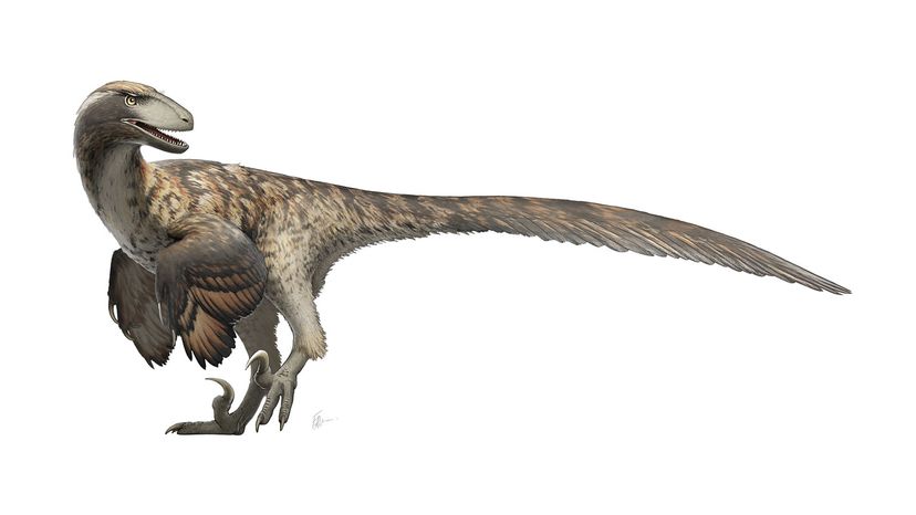 Deinonychus  The Raptor That Terrorized Cretaceous North America 