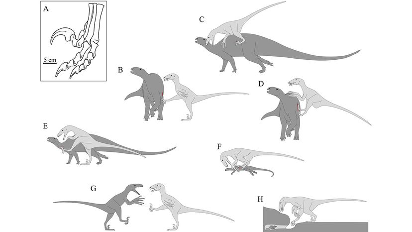 Deinonychus (Deinonychus antirrhopus) Dimensions & Drawings