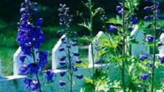 Delphinium, Larkspur