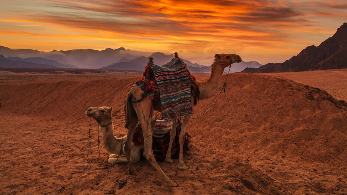 deserts animals camels