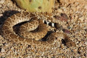 rattlesnake