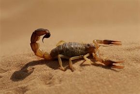 Dangers of the Desert: Crawlers - Dangers in the Desert: Spiders and  Scorpions | HowStuffWorks