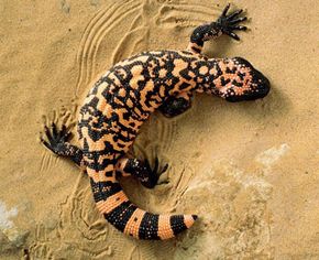 If you saw this Gila Monster coming you way, would you wait around to introduce yourself?