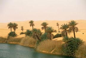 Palm trees in a desert oasis