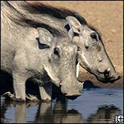 desert warthog