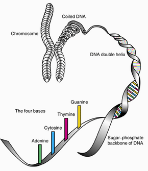 human genetic map