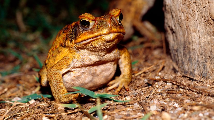 An introduced pest, a cane toad feeds on insects under a street light.