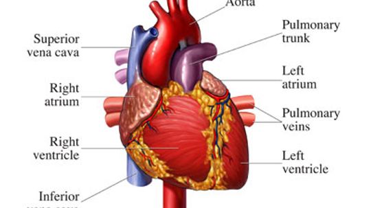 How Your Heart Works