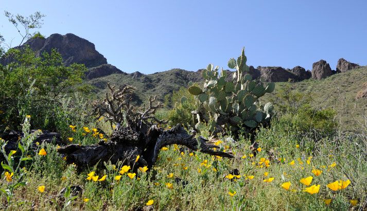 prickly pear cactus