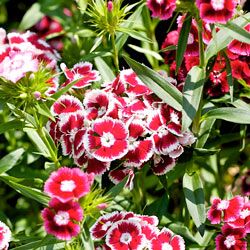 Dianthus flowers (sweet william). Red and Pink flowers, some with white edging