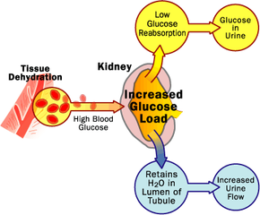 The high blood glucose in diabetes produces glucose in the urine and frequent urination through effects on the kidneys.