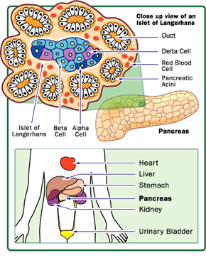 The pancreas has many islets that contain insulin-producing beta cells and glucagon-producing alpha cells.