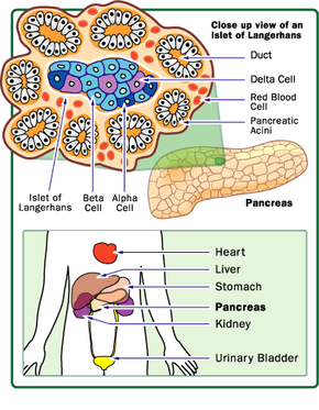 胰腺有许多包含产生胰岛素的胰岛β细胞和glucagon-producingα细胞。”border=