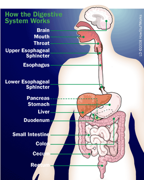 Digestive system