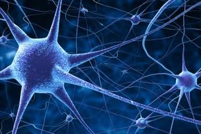 There are an estimated 100 billion neurons in the human brain.