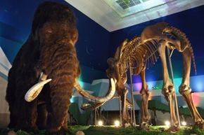 A recreation of a woolly mammoth and a mammoth skeleton are on display.