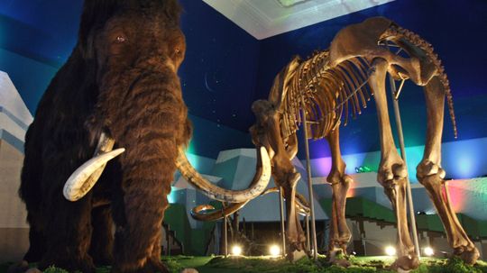 What's the difference between a mammoth and a mastodon?