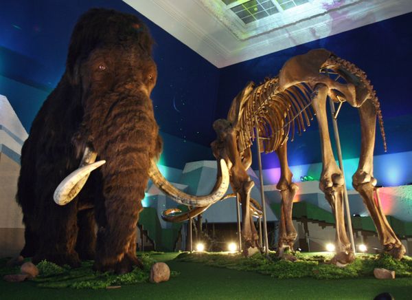 A recreation of a woolly mammoth and a mammoth skeleton are on display.