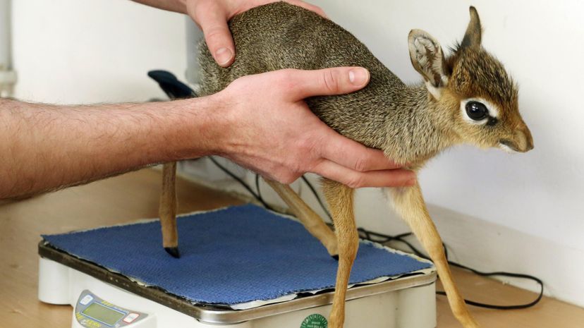 dik-dik