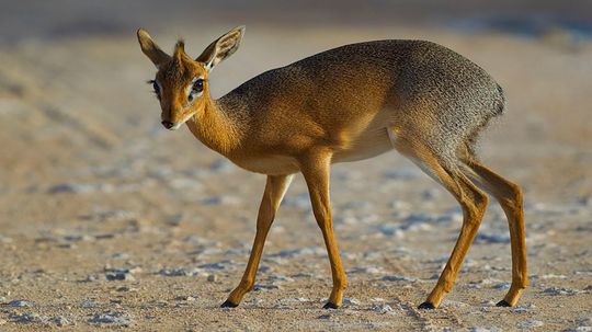 Dik-Dik：带有令人尴尬的名字的小羚羊“border=