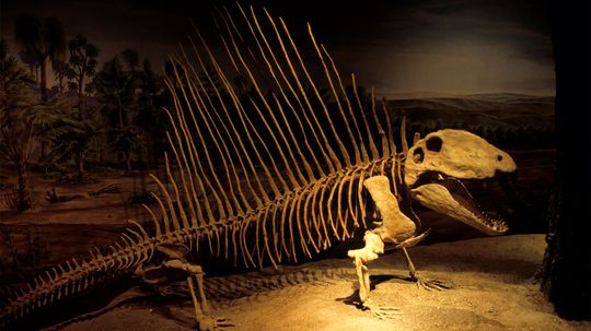 Think Dimetrodon Was a Dinosaur? Think Again